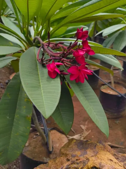 A deep red Champa flower, a very sought-after variety.