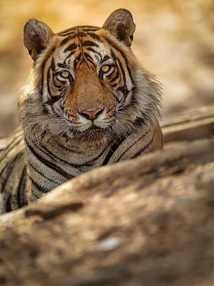 The majestic and ferocious male T86. His powerful build and intense stare are a testament to his status in the park's hierarchy.