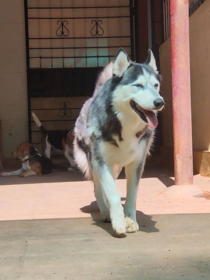 Stay - Dog Daycare Happy Faces of Stay photo 48