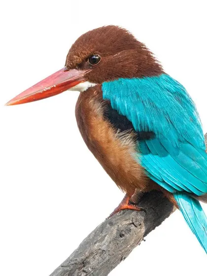 This White Throated Kingfisher let me get super close. The background was distant and bright, so I overexposed the shot in-camera to get this pure white backdrop, which is perfect for all you feather-counting fanatics out there.