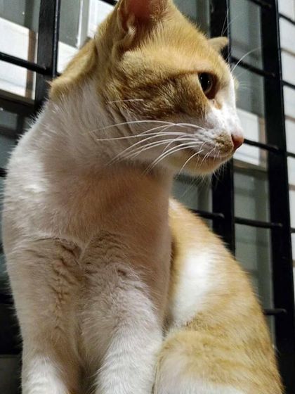 A side profile of Payasam, the 2-3 year old male cat available for adoption. He is a very friendly and well behaved cat.