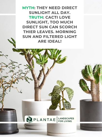 Plant Care Myth-Busting photo 7