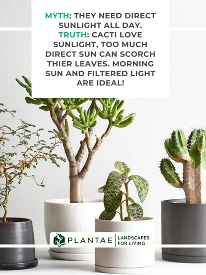 While cacti love sunlight, even they can get too much of a good thing. The truth is that harsh, direct afternoon sun can scorch their leaves. They thrive best with bright, filtered light or gentle morning sun.