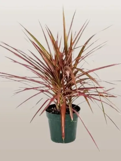 The Dracaena marginata is another excellent, easy-care plant. Its slender, red-edged leaves add a pop of color and a dramatic, spiky texture to your plant collection. It's also great at cleaning the air.