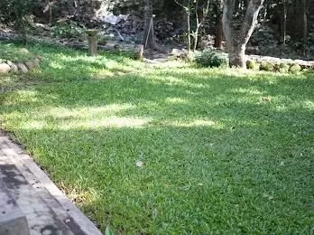 Sunlight filters through the trees, casting shadows on this healthy, dense lawn in a woodland garden setting.
