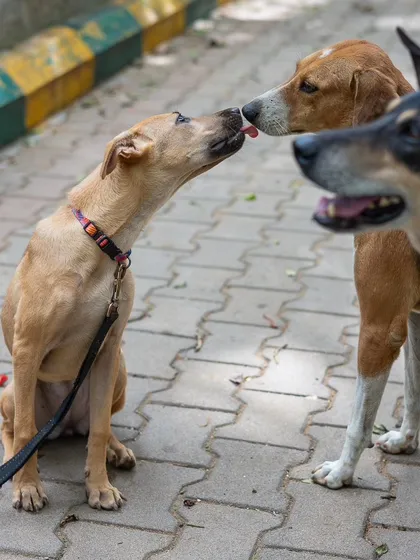 Sometimes the best moments are the unscripted ones. Here, a foster puppy gets a gentle welcome kiss from a friendly street dog. I focus on capturing these natural, candid interactions that tell a beautiful story of canine friendship.