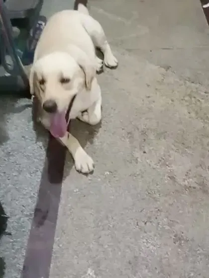 A lost pet is a family emergency. Here, our team has secured a 2-year-old male Labrador who was found wandering in Nagarbhavi. Our goal is always to quickly and safely reunite lost dogs with their worried parents.