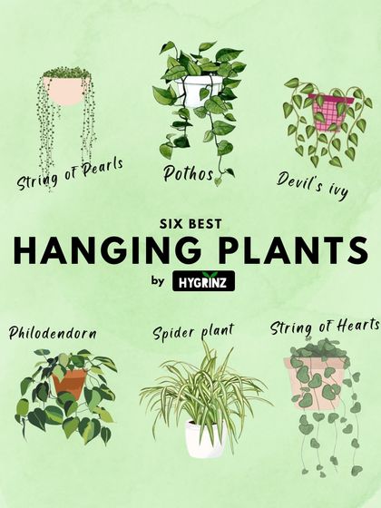 Hygrinz - Garden Design & Landscaping Your Guide to a Green Thumb photo 10