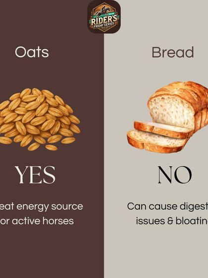 Oats are a great source of energy for active horses, but bread can cause digestive upset and bloating. Knowing the difference is key to responsible horse ownership.