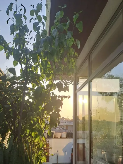 The morning sun filters through the glass walls of this sunroom, highlighting the lush greenery just outside. Our designs aim to harmonize with nature, making you feel connected to your garden.