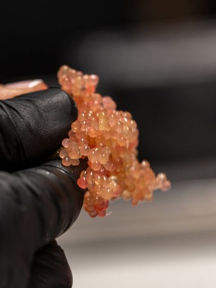 A close-up of fruit "caviar" made through spherification, one of the modern molecular gastronomy techniques we teach for creating surprising textures.