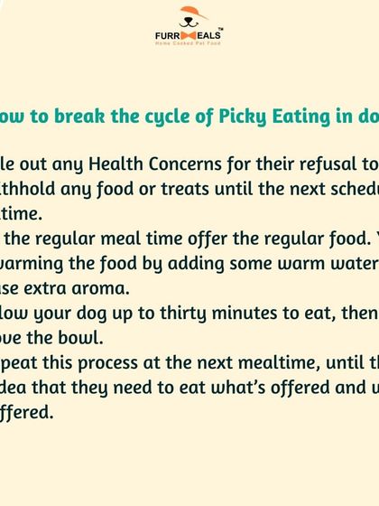 Dealing with a picky eater? This series explains why dogs become fussy, how their sense of smell is more important than taste, and the steps you can take to break the cycle of picky eating.