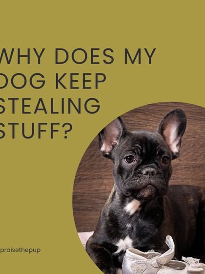 This series explores why dogs steal stuff. It's not just about being "naughty."