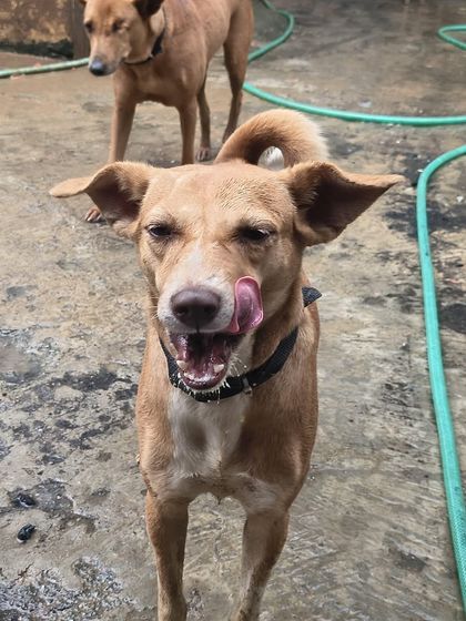 That "yummy meal" face! The satisfaction on our dogs' faces after they've eaten is the best reward.