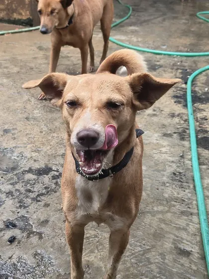 A happy lick of the lips after a satisfying meal. This simple expression of contentment is the greatest reward for our work.