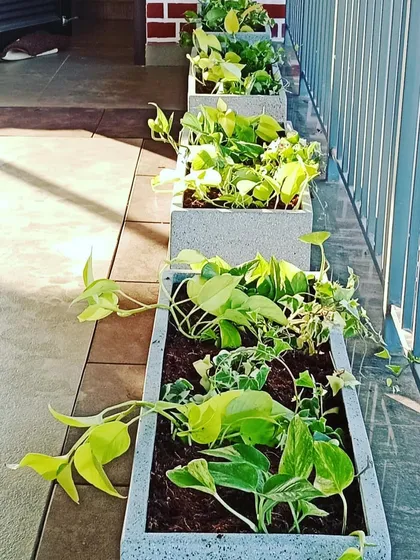 A row of custom-made FRP planters with money plants, perfect for lining a balcony railing or walkway.