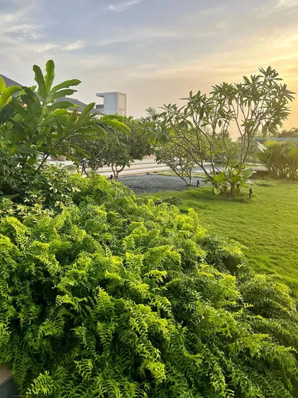 The soft evening light of winter catches the vibrant green of ferns in this Alibaug garden. My planting designs are always mindful of how the light will interact with the foliage at different times of the day.