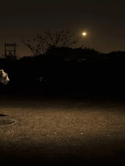 Luna stands regally under a setting moon, a powerful silhouette against the night sky. I have documented her entire life, from a cub to a mother raising her own young, teaching them to adapt to the sounds and lights of Mumbai.