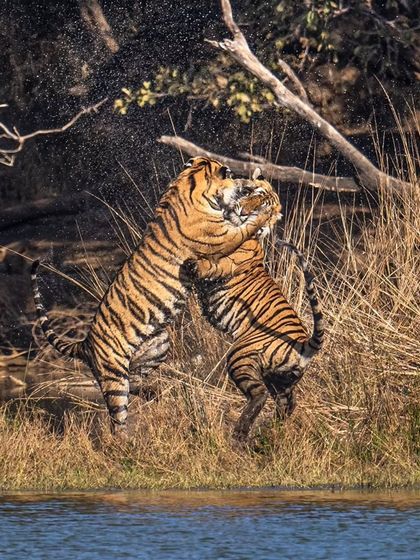 The raw power of two tiger cubs play-fighting, splashing water as they wrestle. This is the kind of action and drama that makes a safari unforgettable.