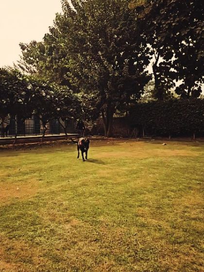 A panoramic view of our play area. We've created a stimulating environment with plenty of space for dogs to explore, ensuring they never get bored.