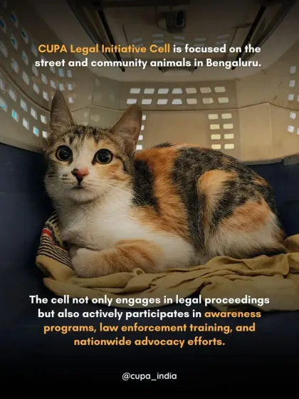 Cupa - Animal Cruelty Legal Aid & Advocacy Our Legal Fight for Animals photo 5