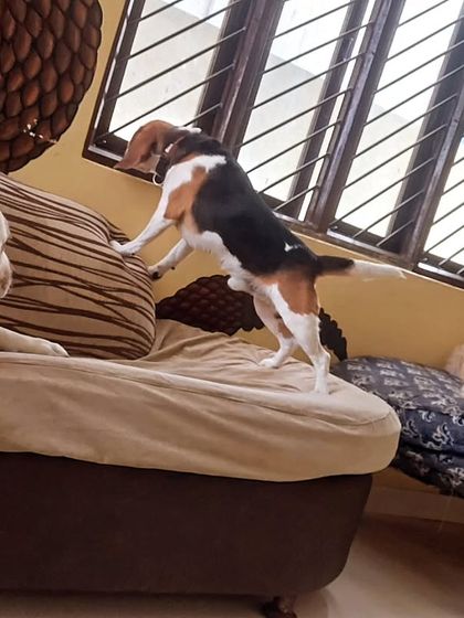 It's like the parents watching their naughty kid. The Beagle is always up to something.