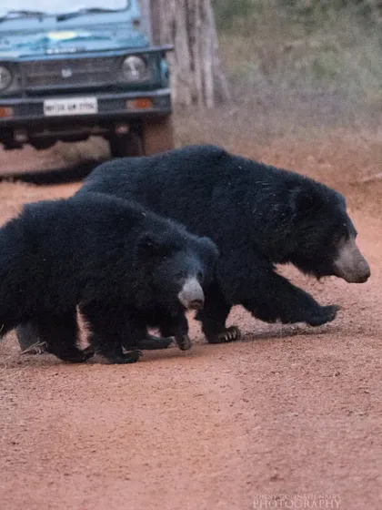 A mother Sloth Bear and her cub walk along a dusty track in Tadoba, with our safari jeep visible in the background. This provides a sense of scale and the nature of a wildlife safari encounter.