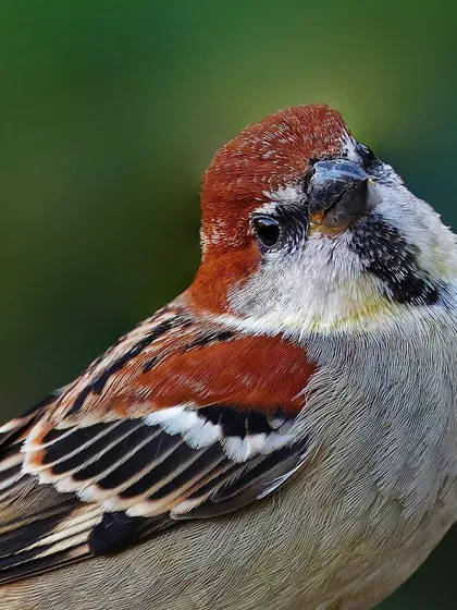 A portrait of a Russet Sparrow, its head tilted inquisitively. The rich russet color of its cap and the distinct black and white markings on its face are captured with great clarity.