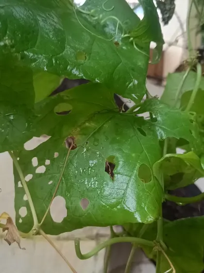 More evidence of snail damage on a vine leaf. Part of our maintenance service is to regularly inspect for such issues and take corrective action before it impacts the plant's health.