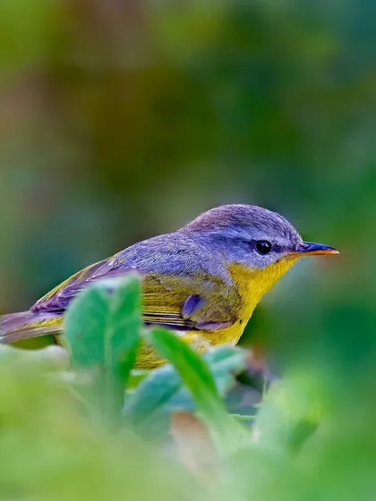 A Gray-hooded Warbler peeks out from behind a screen of bright green leaves. The composition creates a sense of depth and discovery.