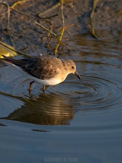 A Temminck's Stint foraging in the water, the ripples from its beak creating beautiful concentric circles.