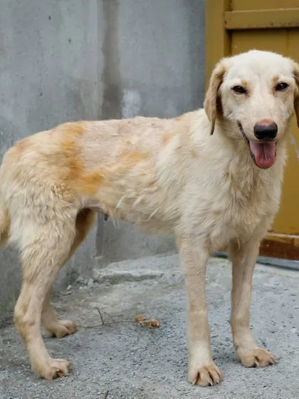 A full body shot of Tara, a beautiful 7-month-old Lab/Golden cross.