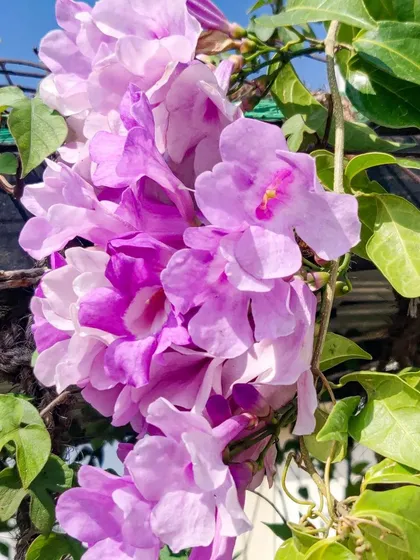 A hanging cluster of the garlic vine flowers, showing their abundance.