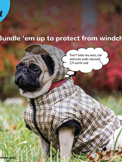 To protect your dog from the winter windchill, it's important to bundle them up. I have a variety of jackets and hoodies, like this plaid one on a pug, to keep them cozy on walks.