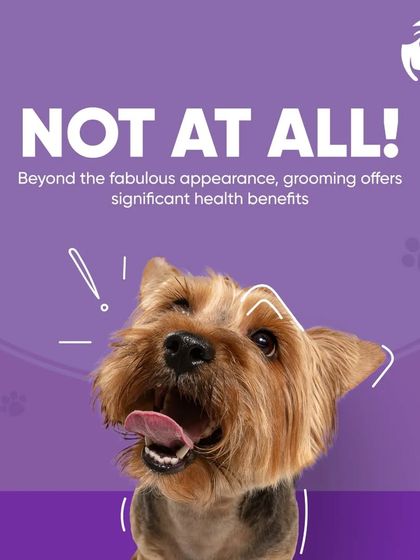 Chasing Tails - In-Studio Pet Grooming & Spa More Than Just a Haircut: Health & Wellness photo 4