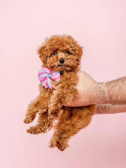 Look at this little superstar! I took this photo right after a grooming session at Coconut Pets Grooming. The soft pink background and the adorable bow tie highlight the fresh, fluffy look. It’s a perfect example of how I capture pets looking their absolute best for grooming businesses.