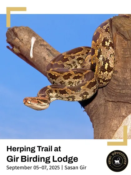 An Indian Rock Python coiled on a tree branch, showcasing its beautiful pattern. Our expert-led herping walks at Gir Birding Lodge focus on finding and identifying such incredible reptiles.