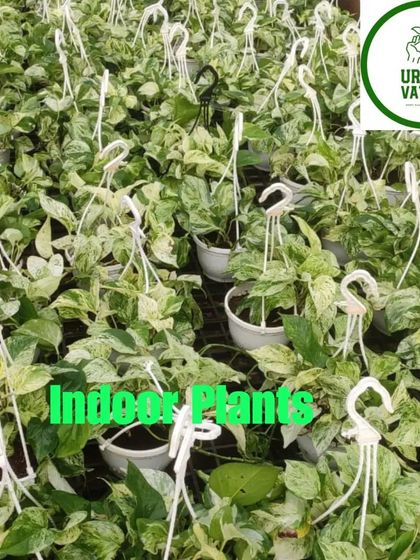 Hanging baskets filled with lush, variegated Pothos, perfect for adding greenery to vertical spaces.