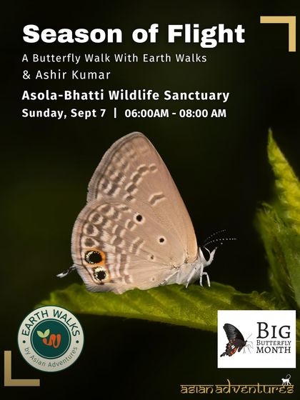 Butterfly & Insect Encounters photo 8