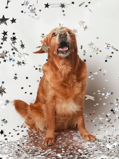 Priyanka - Themed & Special Occasion Pet Photography Birthday & Milestone Paw-ties photo 4