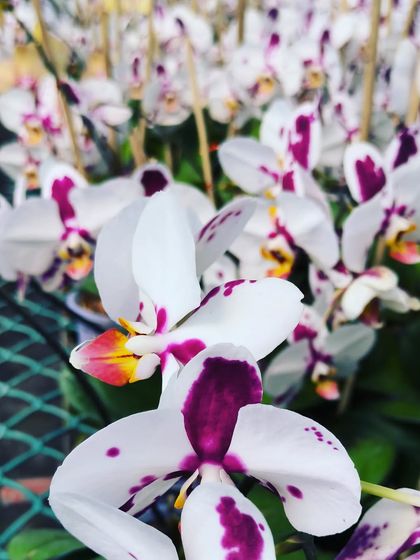 Flowering Beauties photo 6