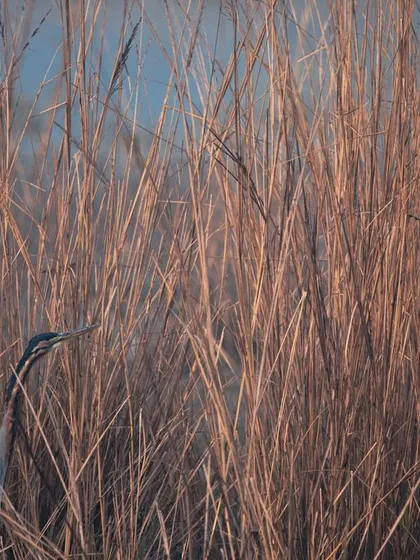 A closer look at the Purple Heron hiding in the reeds. Its long, serpentine neck and sharp eye are just visible, showcasing its patient, watchful nature as it waits for prey.