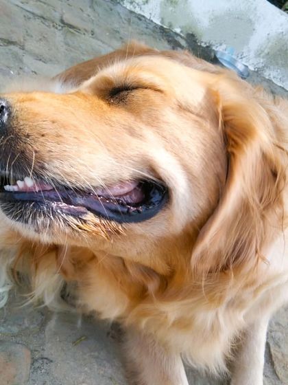 The face of pure bliss. This Golden Retriever is soaking up all the love and sunshine.