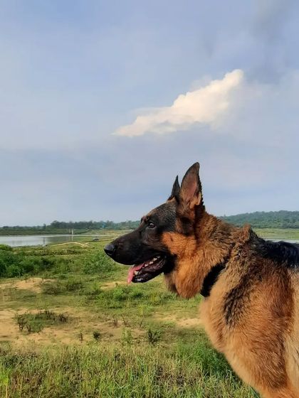 A collection of portraits of my handsome, goofy, and majestic German Shepherd, Theo. He is my constant inspiration and the heart of my work.