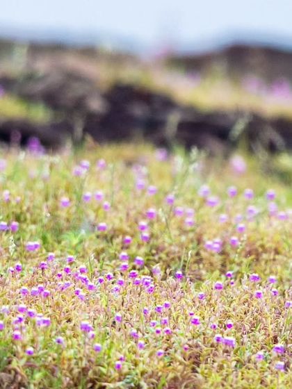 The Indian Courser in its typical habitat of grasslands and scrub. Its long legs are adapted for running quickly to catch insects.