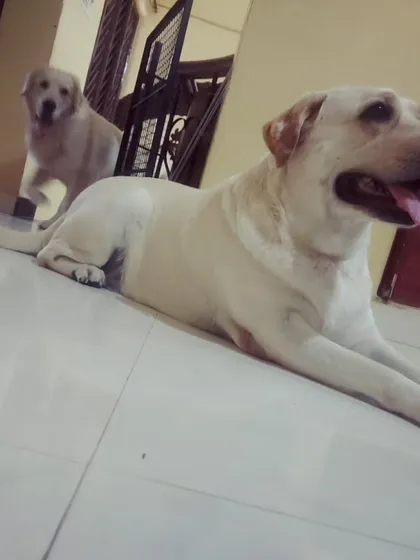 This big Labrador is relaxing on the cool floor, while a puppy peeks around the corner.