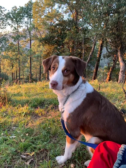 Alexa enjoying the outdoors before her big trip. I believe in keeping pets relaxed and happy with plenty of exercise and playtime before they travel.