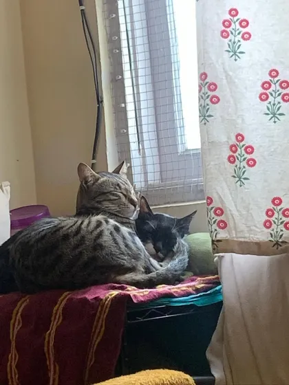 The best of friends, Pepper and Bailey, sharing a nap spot by the window. There's enough space for everyone to be comfortable.