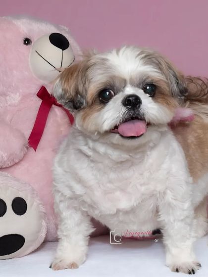 A sweet Shih Tzu posing with her teddy bear against a pink backdrop. Props can be a fun addition to studio shoots to show a pet's playful side.