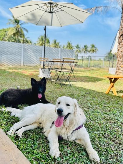 The Pawsome Camp - Dog Park & Pool Pawsome Portraits photo 52